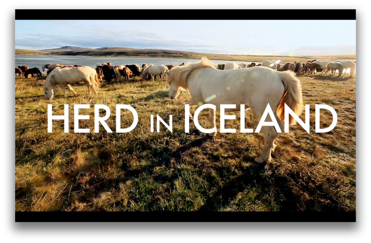 Herd In Iceland small